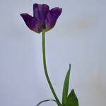 PARROT TULIP | PURPLE | 70 CM