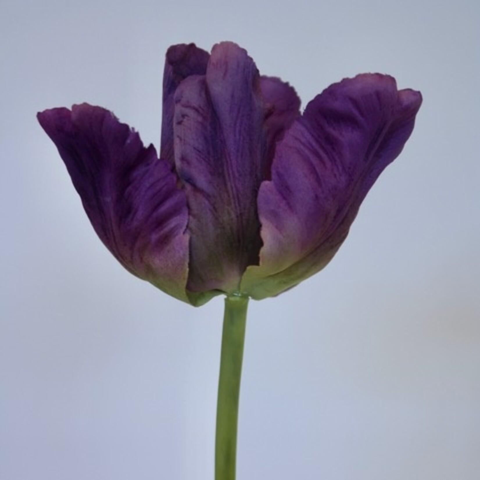 PARROT TULIP  PURPLE PRIDE | PURPLE | 70 CM