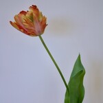 TULIP | PINK ORANGE | 62 CM