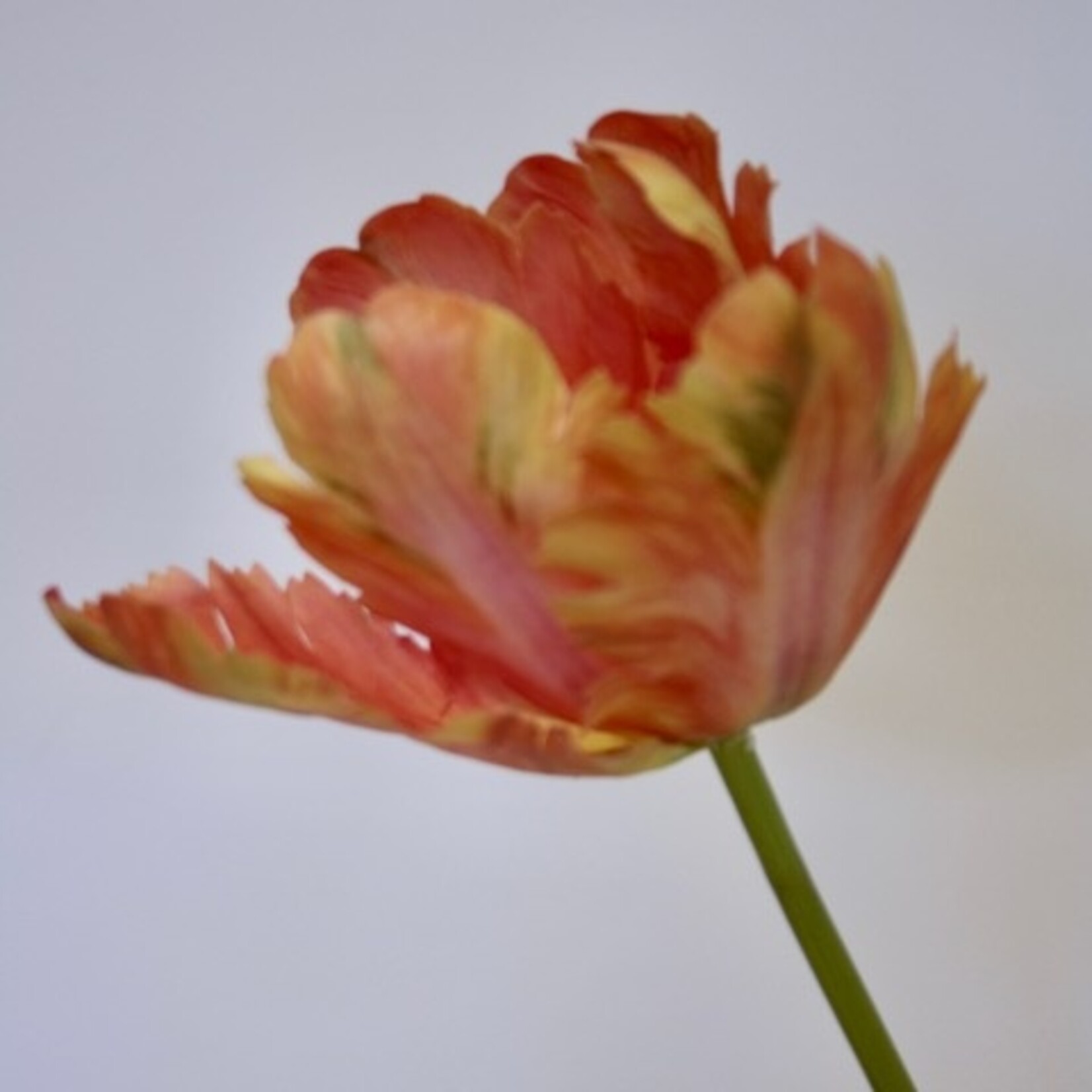 TULIP APRICOT FLAME | PINK ORANGE | 62 CM