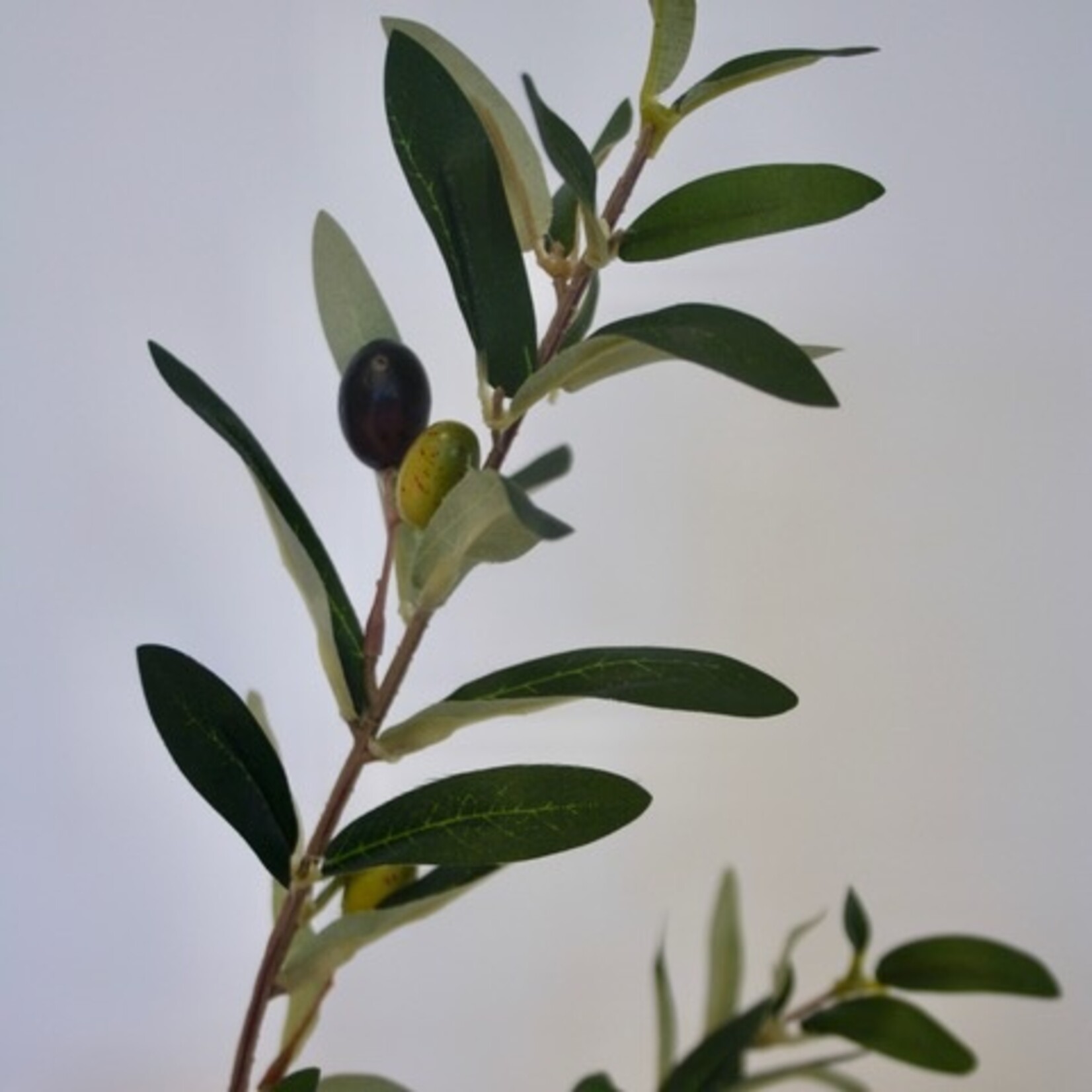 OLIVE  BRANCH | GREEN | 70 CM