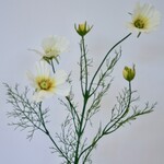COSMEA | CREME | 90 CM