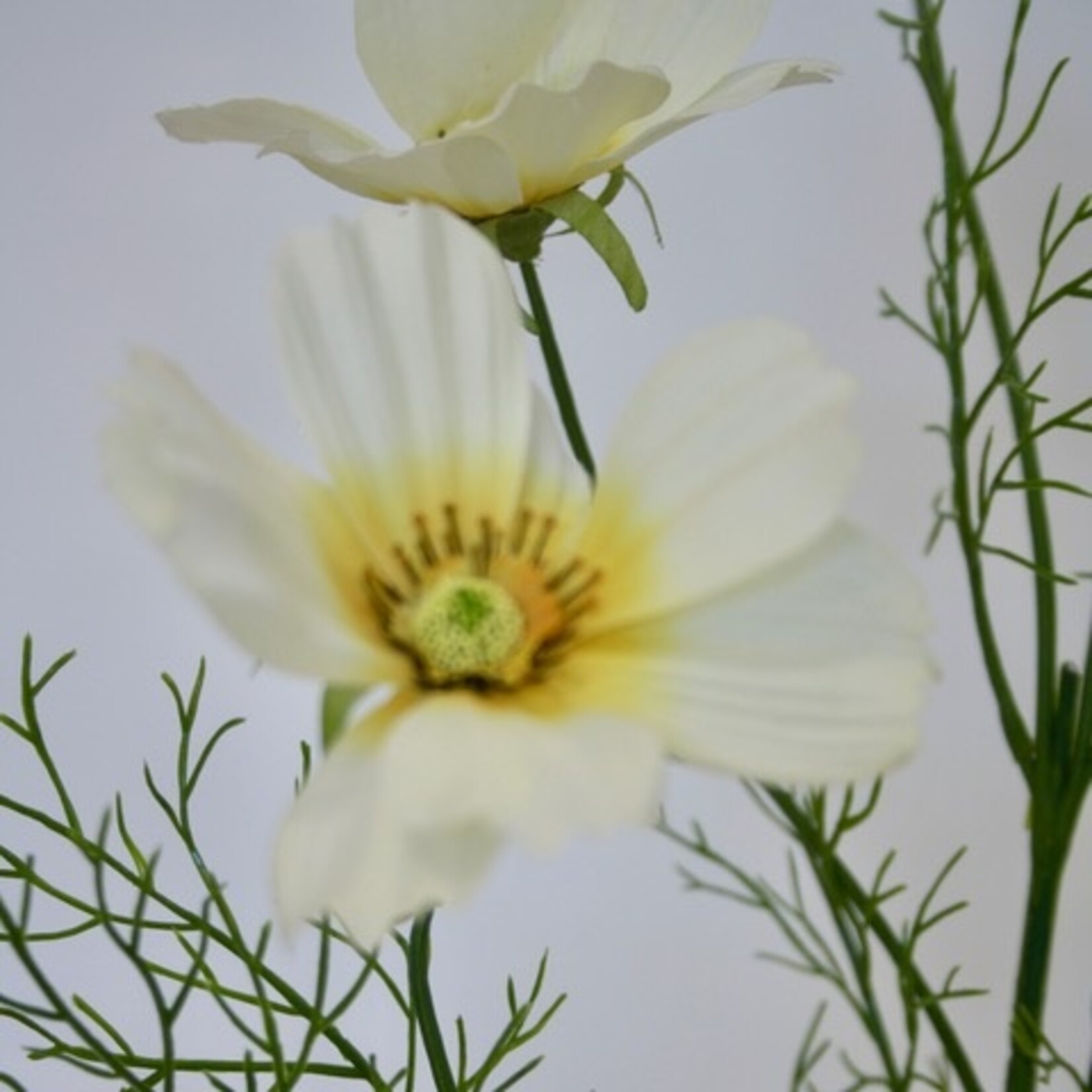 COSMEA XANTHOS | CREME | 90 CM