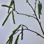 PUSSY WILLOW | GREEN | 95 CM
