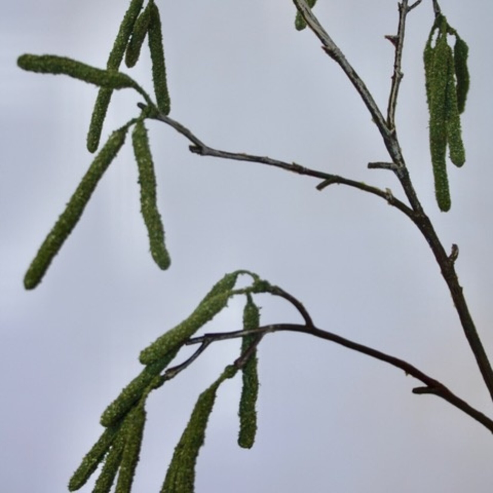 WILGENTAK | GROEN | 95 CM