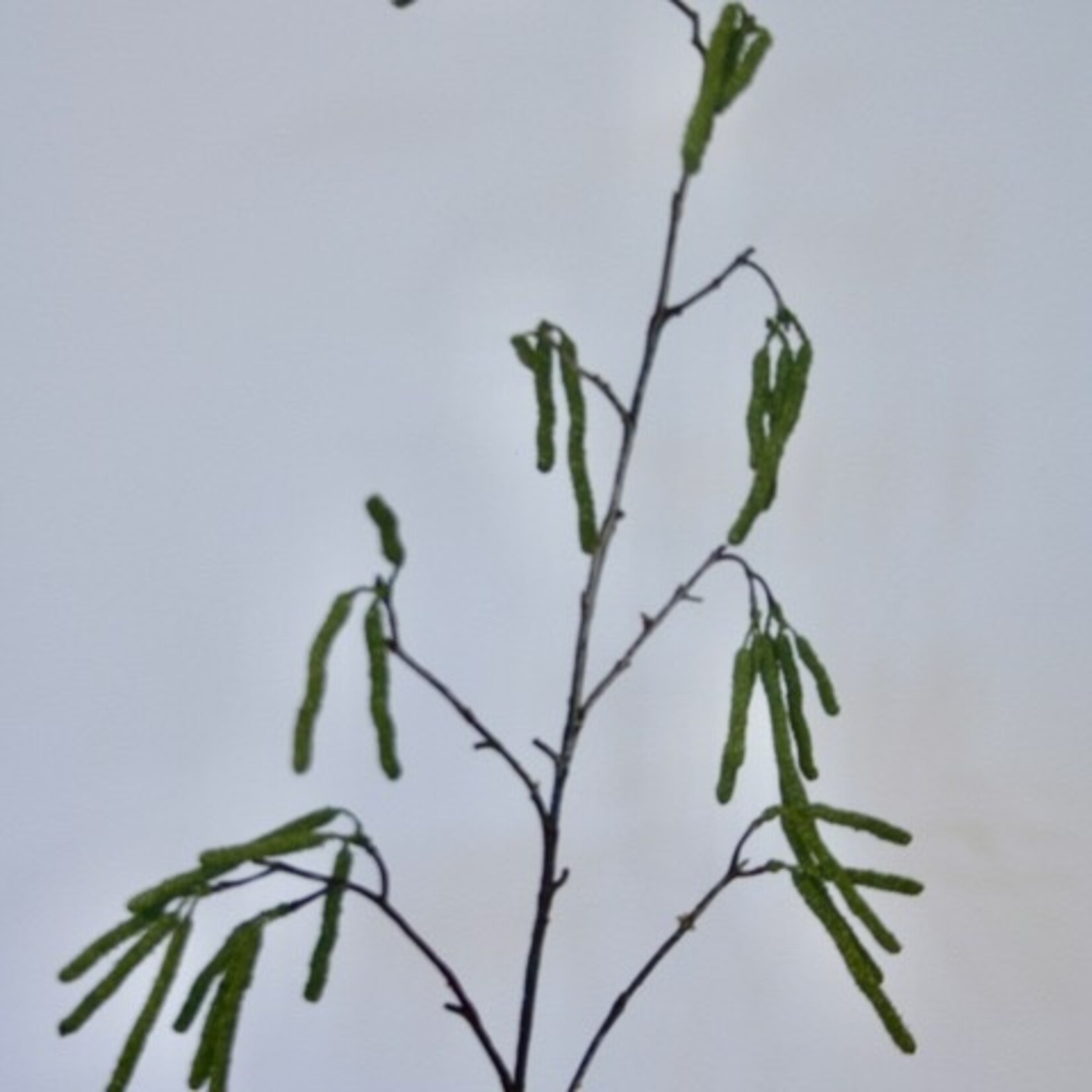 WILGENTAK | GROEN | 95 CM