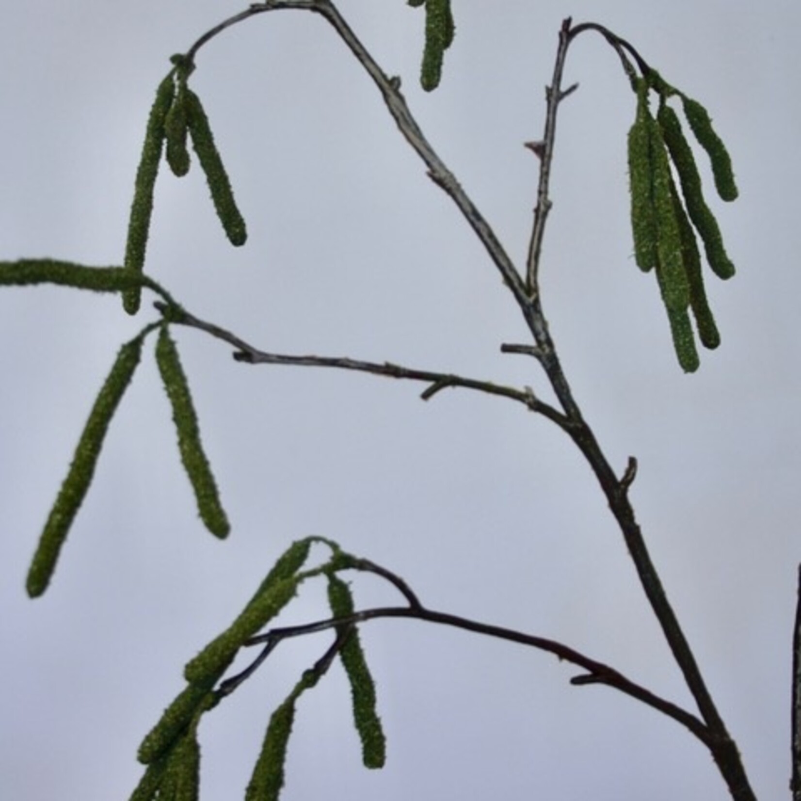 WILGENTAK | GROEN | 95 CM