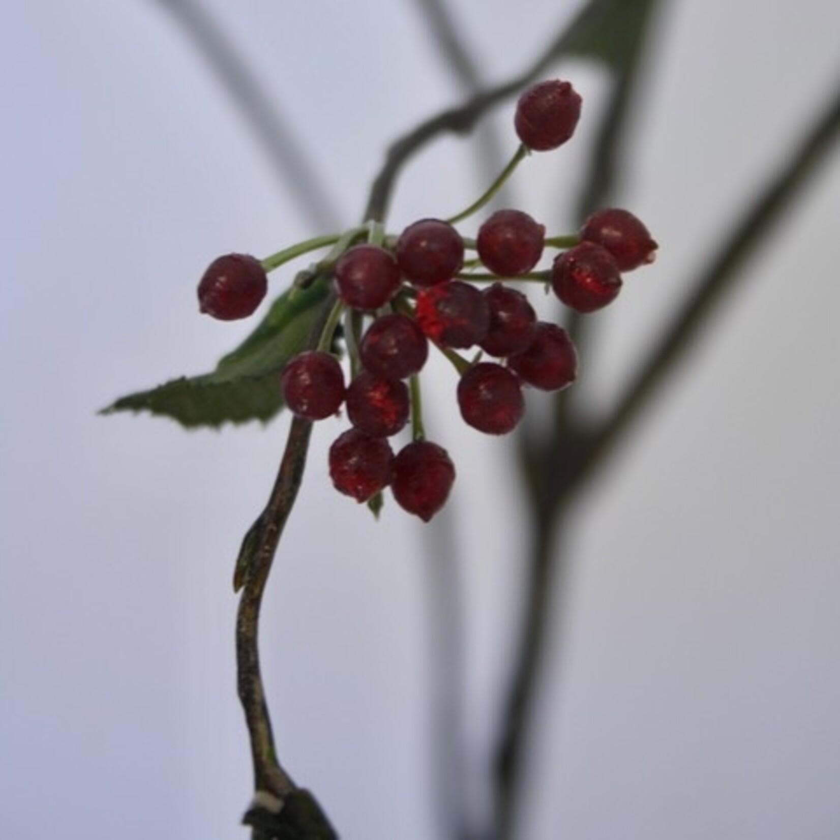 BERRY BRANCH | BURGUNDY | 110 CM
