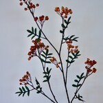 BESSEN TAK SORBUS | ORANJE | 111 CM