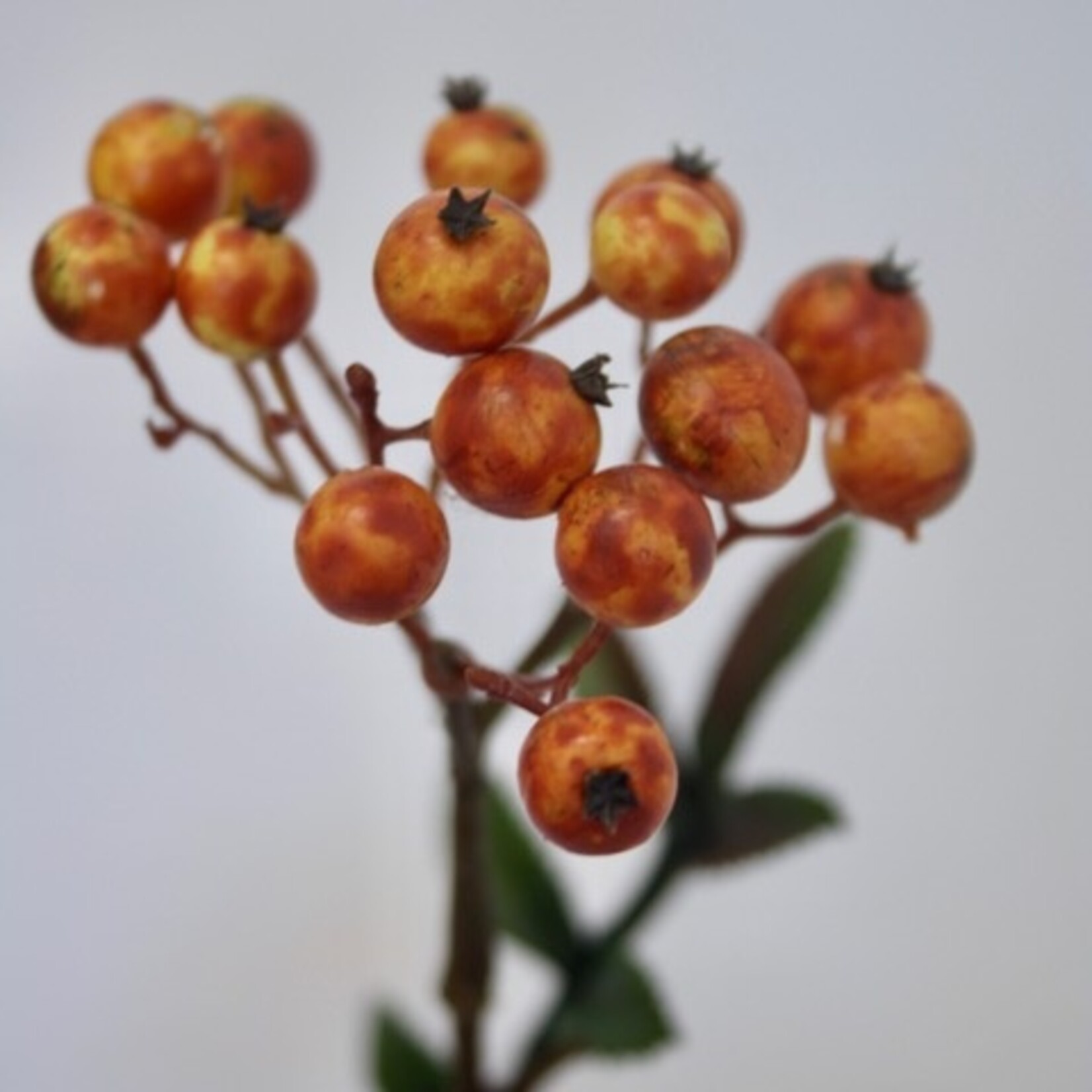 BESSEN TAK SORBUS | ORANJE | 111 CM