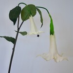 TROMPETBLOEM | WIT | 100 CM