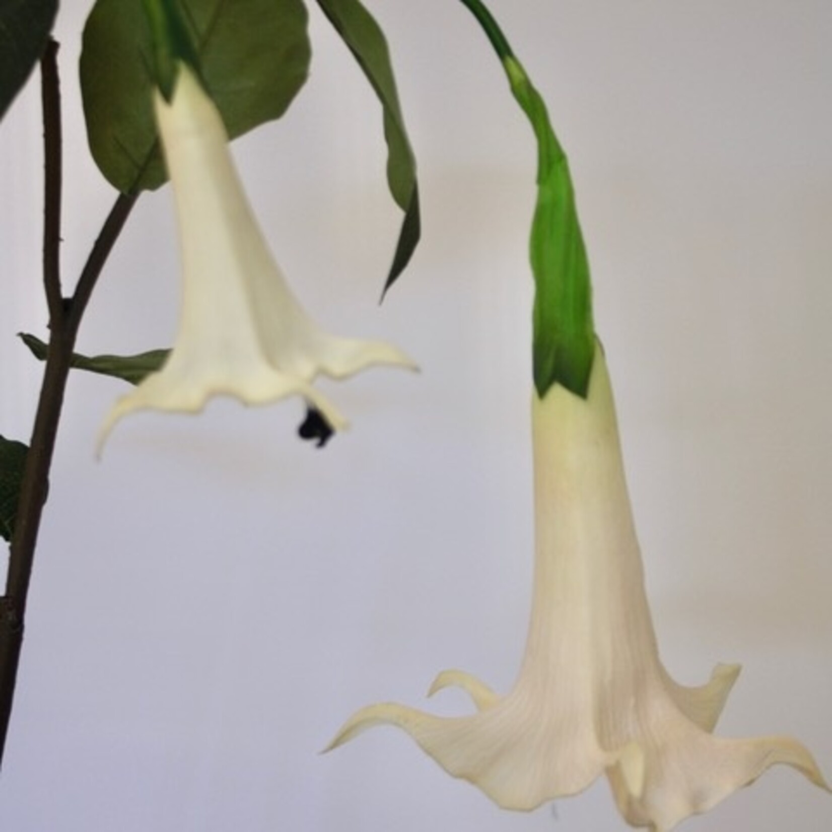 ANGELS TRUMPET | WHITE | 100 CM