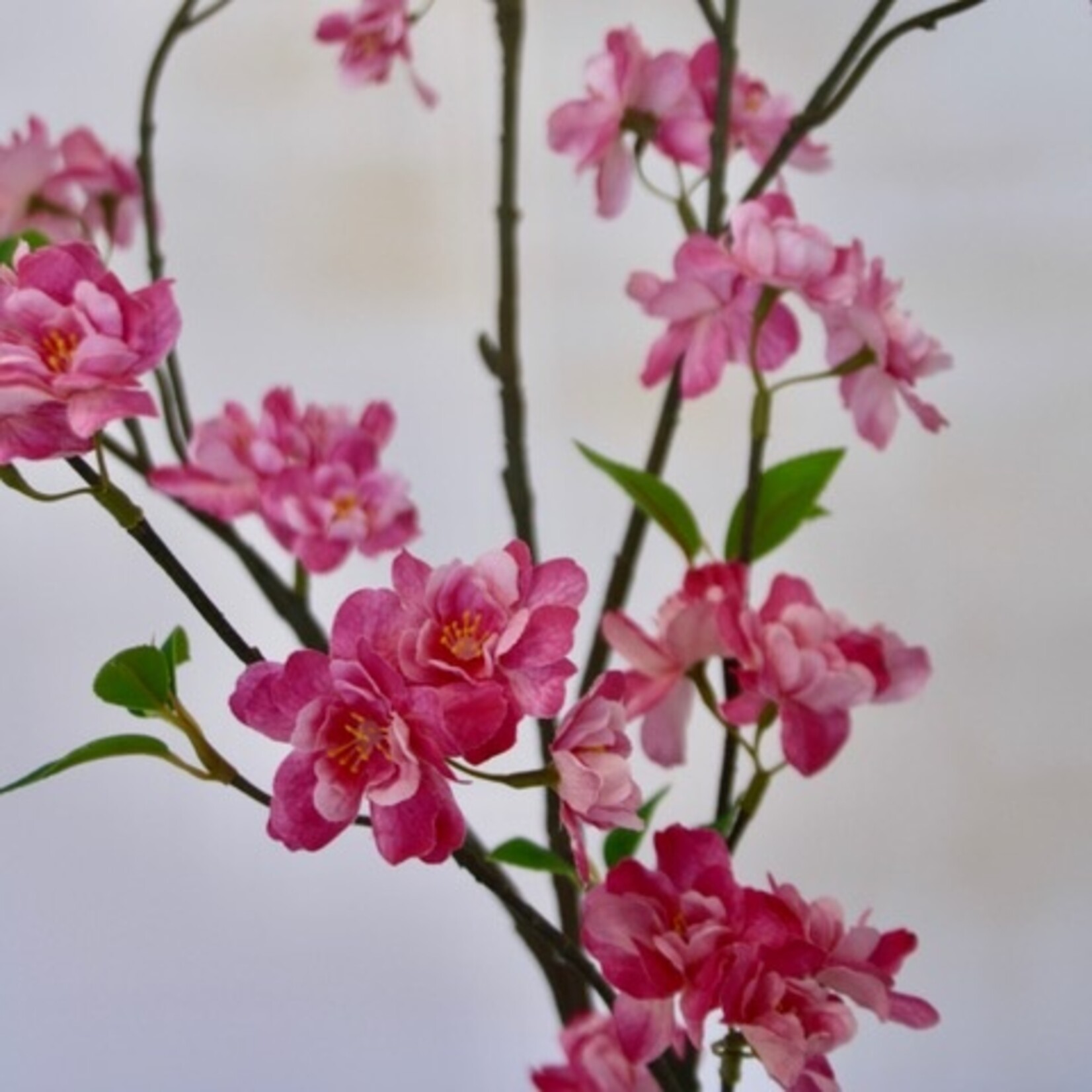 BLOESEM PINK LADY | ROZE | 127 CM