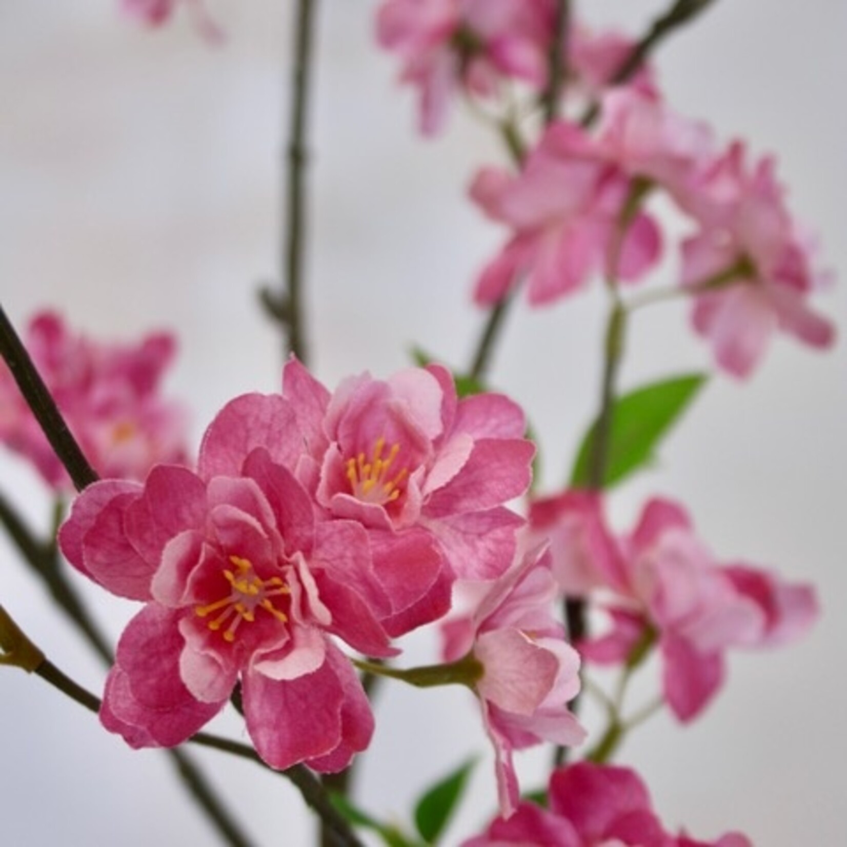 BLOSSOM PINK LADY | PINK | 127 CM