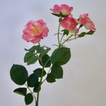 ROSE | PINK | 60 CM