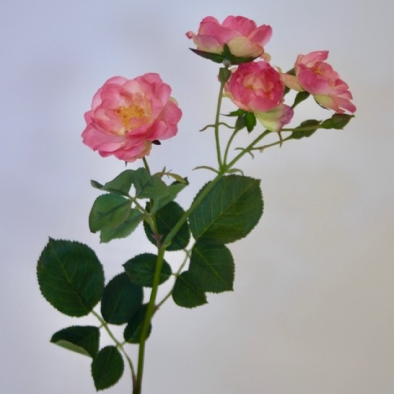 ROOS THE FAIRY | ROZE | 60 CM