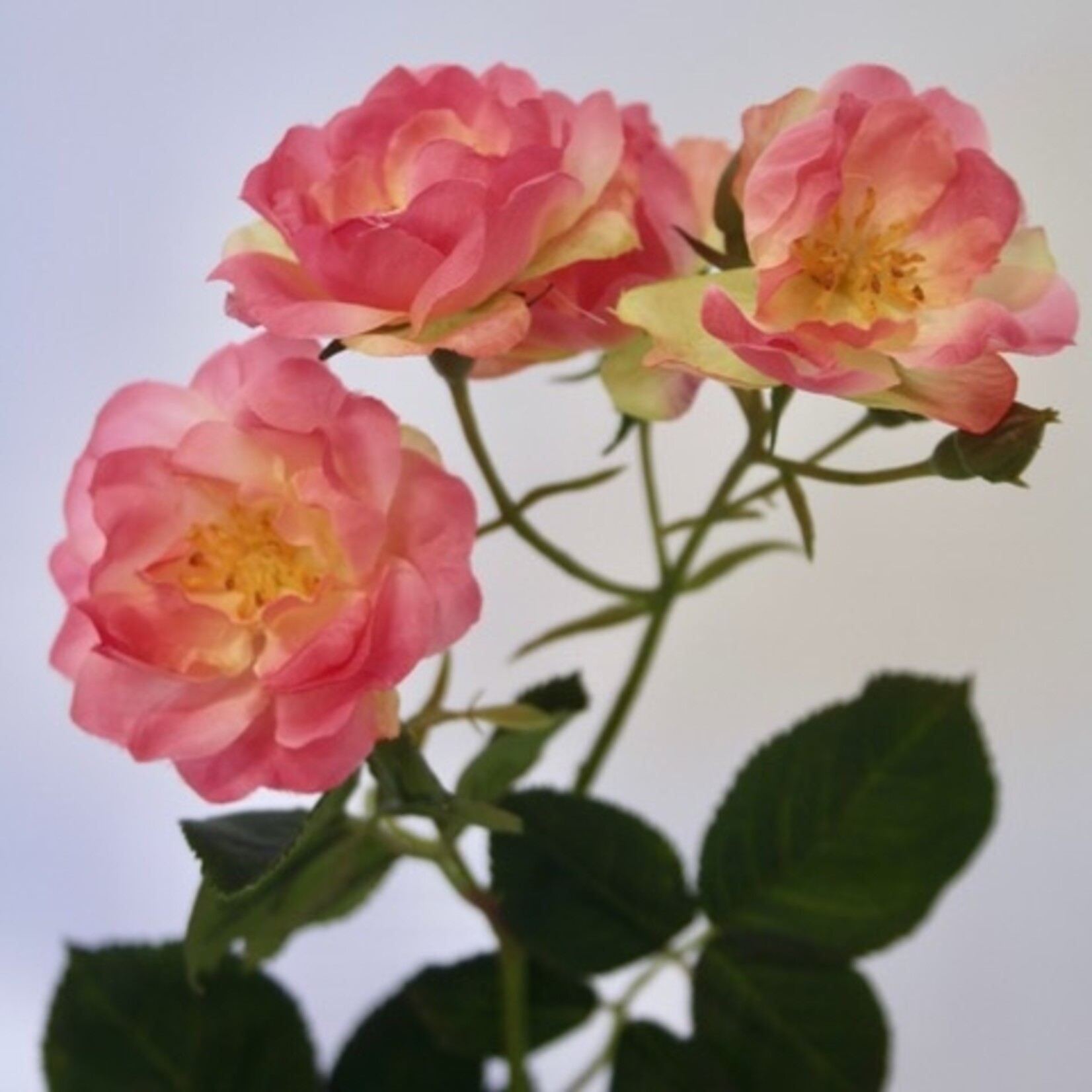 ROOS THE FAIRY | ROZE | 60 CM