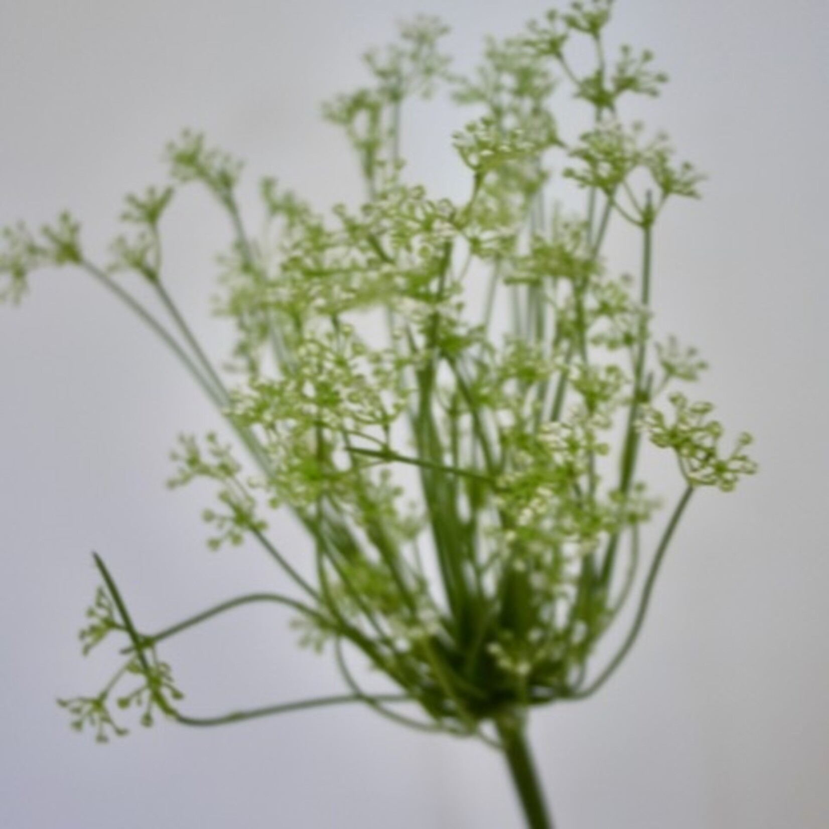 ALLIUM | WIT | 95 CM