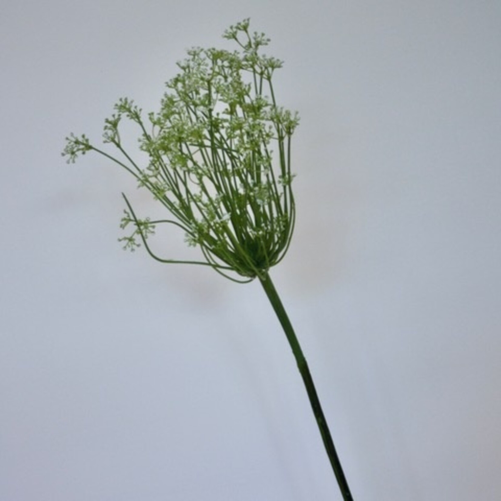 ALLIUM | WHITE | 95 CM