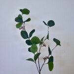 EUCALYPTUS | GREEN | 75 CM