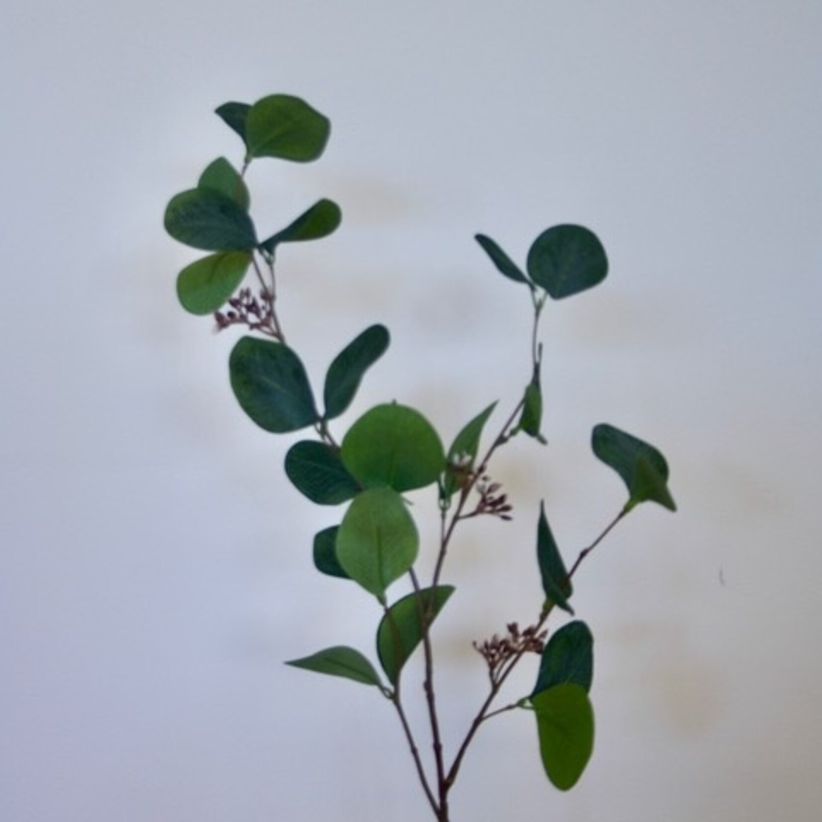EUCALYPTUS GUNNII  | GREEN | 75 CM