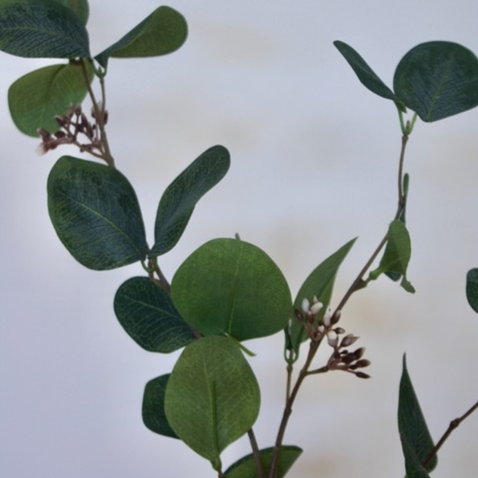 EUCALYPTUS GUNNII  | GREEN | 75 CM
