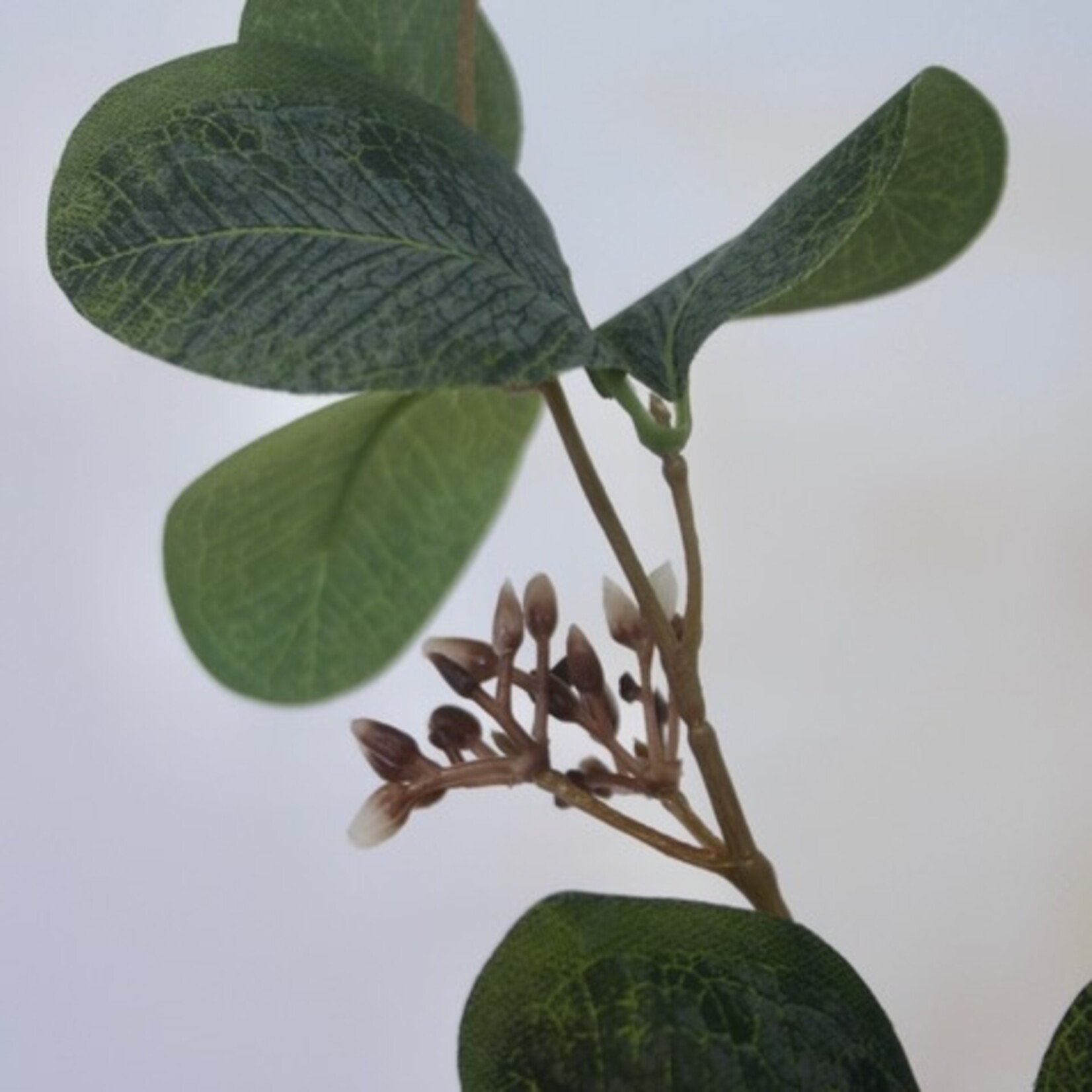 EUCALYPTUS GUNNII  | GREEN | 75 CM