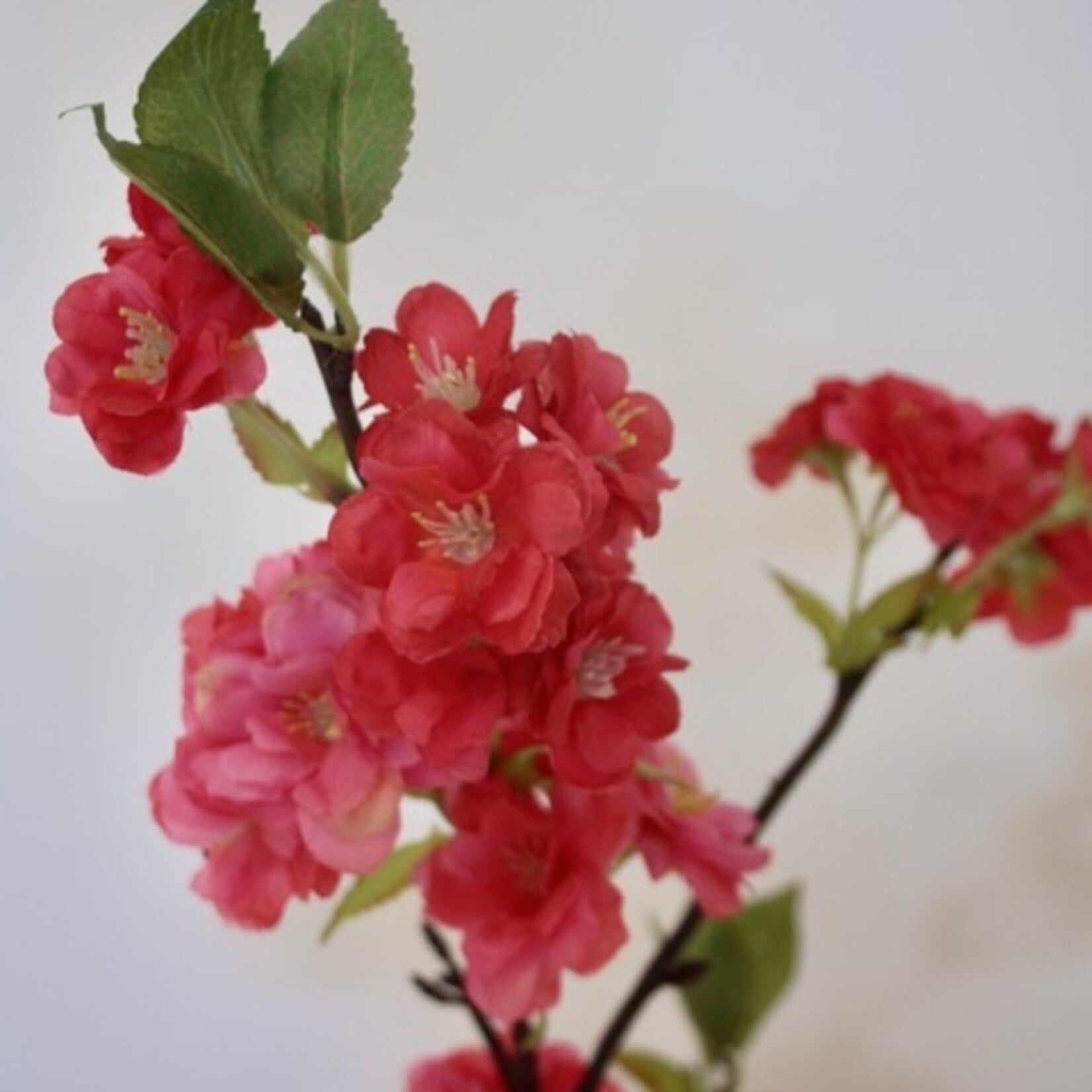 BLOSSOM SAKURA | PINK | 92 CM