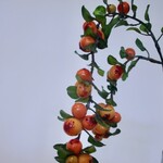 BESSENTAK | ORANJE |  55 CM