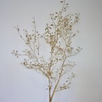 DWARF MEDLAR | GOLD | 145 CM