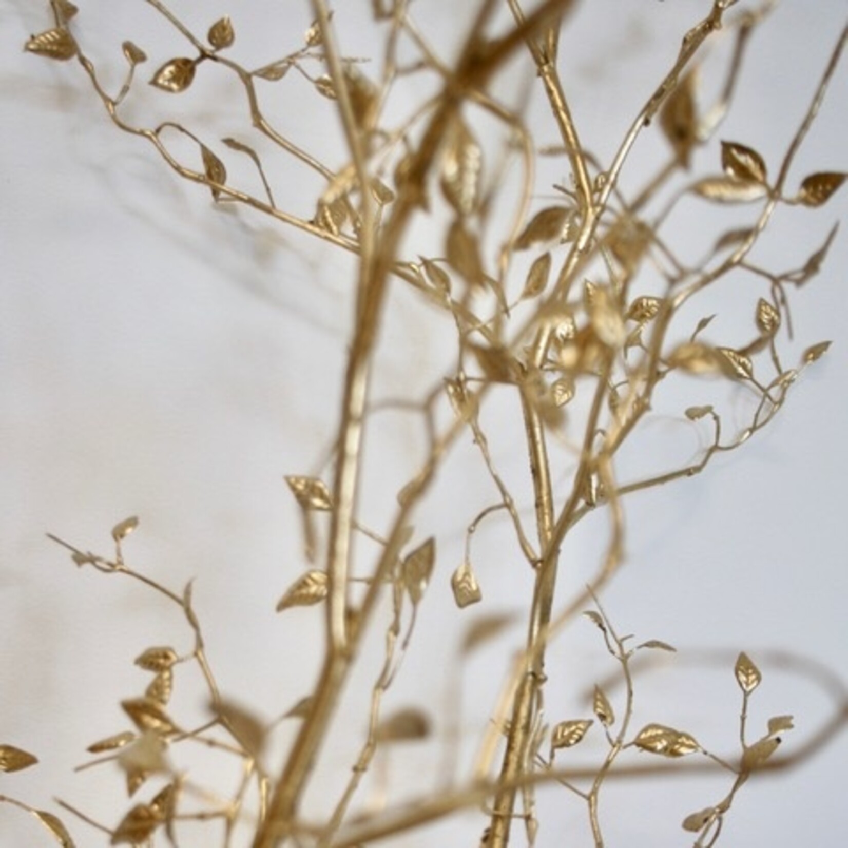 WILDE DWERGMISPEL | GOUD | 145 CM