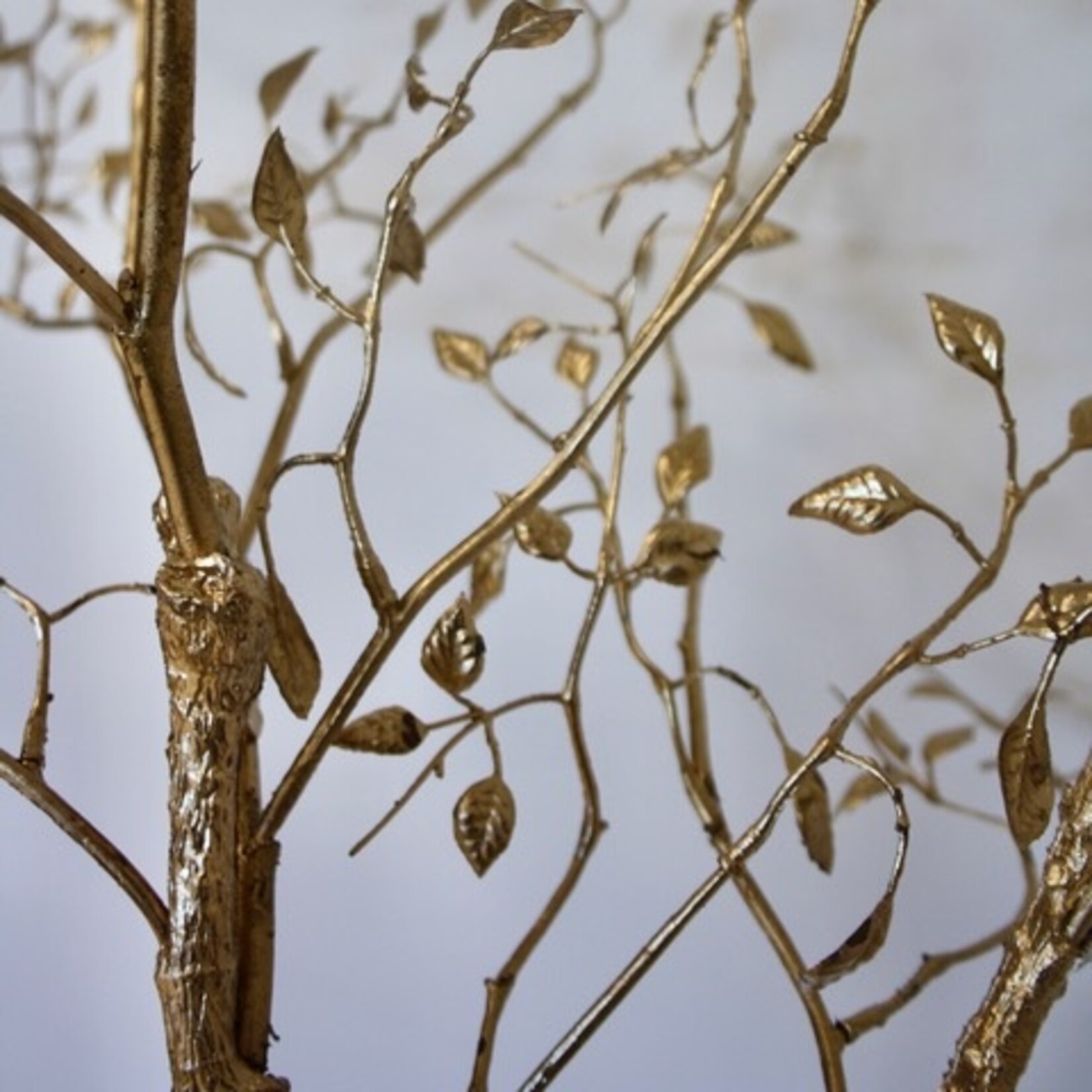 WILDE DWERGMISPEL | GOUD | 145 CM