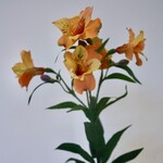 ALSTROEMERIA | ORANGE | 75 CM
