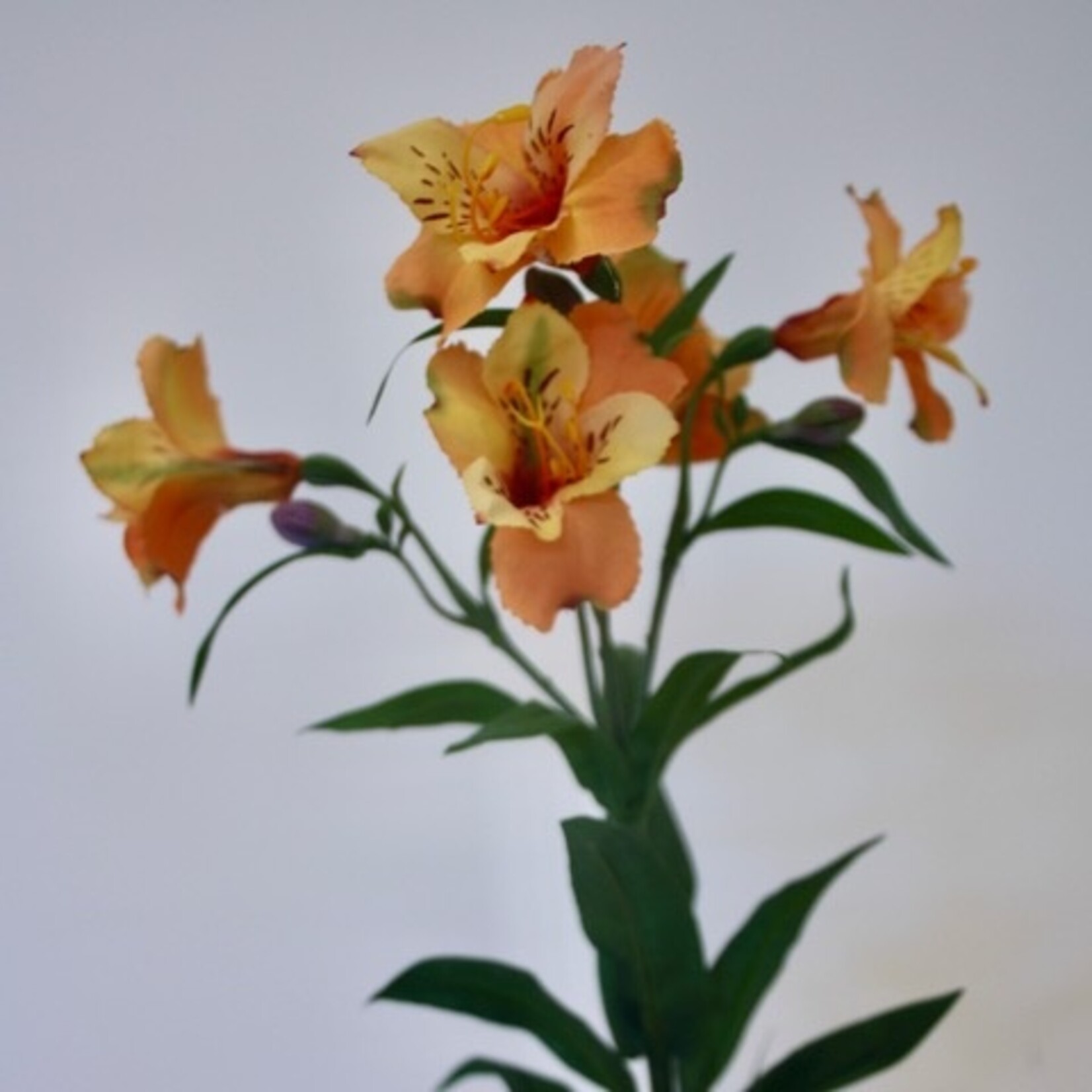 ALSTROEMERIA ORANGE KING | ORANGE | 75 CM