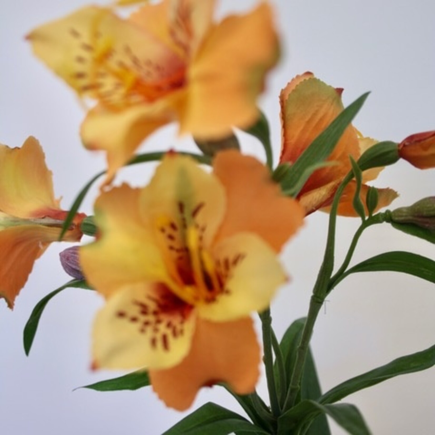ALSTROEMERIA ORANGE KING | ORANGE | 75 CM