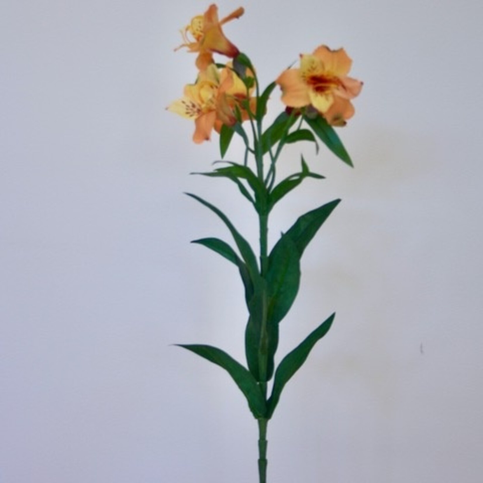 ALSTROEMERIA ORANGE KING | ORANGE | 75 CM