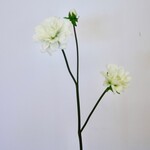DAHLIA  | WHITE GREEN |  50 CM