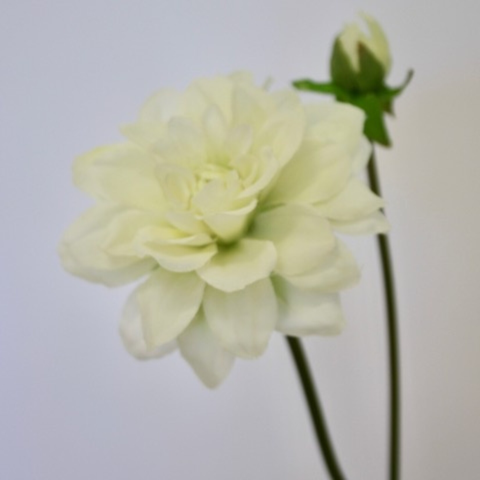 DAHLIA CANTARINO  | WHITE GREEN |  50 CM