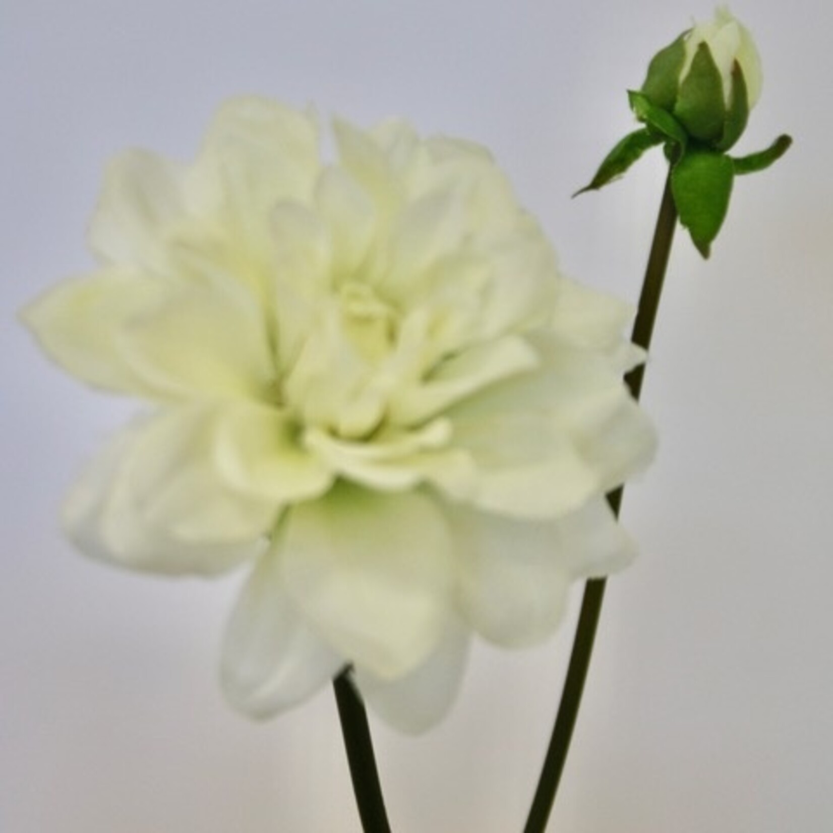 DAHLIA CANTARINO  | WHITE GREEN |  50 CM