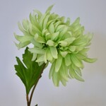 CHRYSANTHEMUM | GREEN | 60 CM