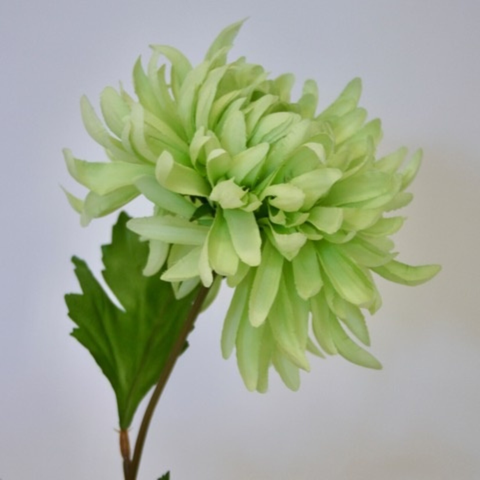 CHRYSANT AVOCADO | GROEN | 60 CM