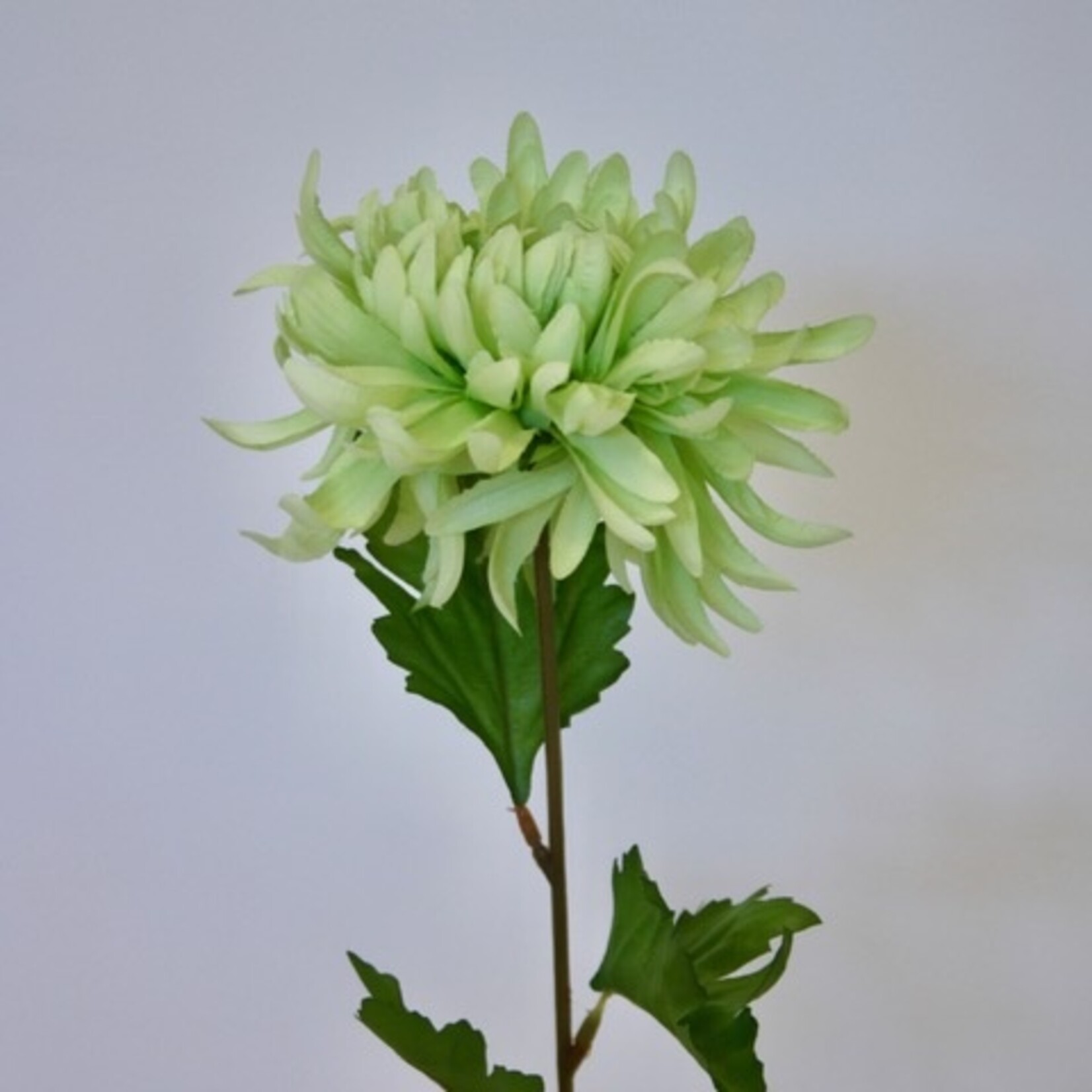 CHRYSANTHEMUM AVOCADO | GREEN | 60 CM