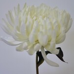 CHRYSANTHEMUM | WHITE | 60 CM