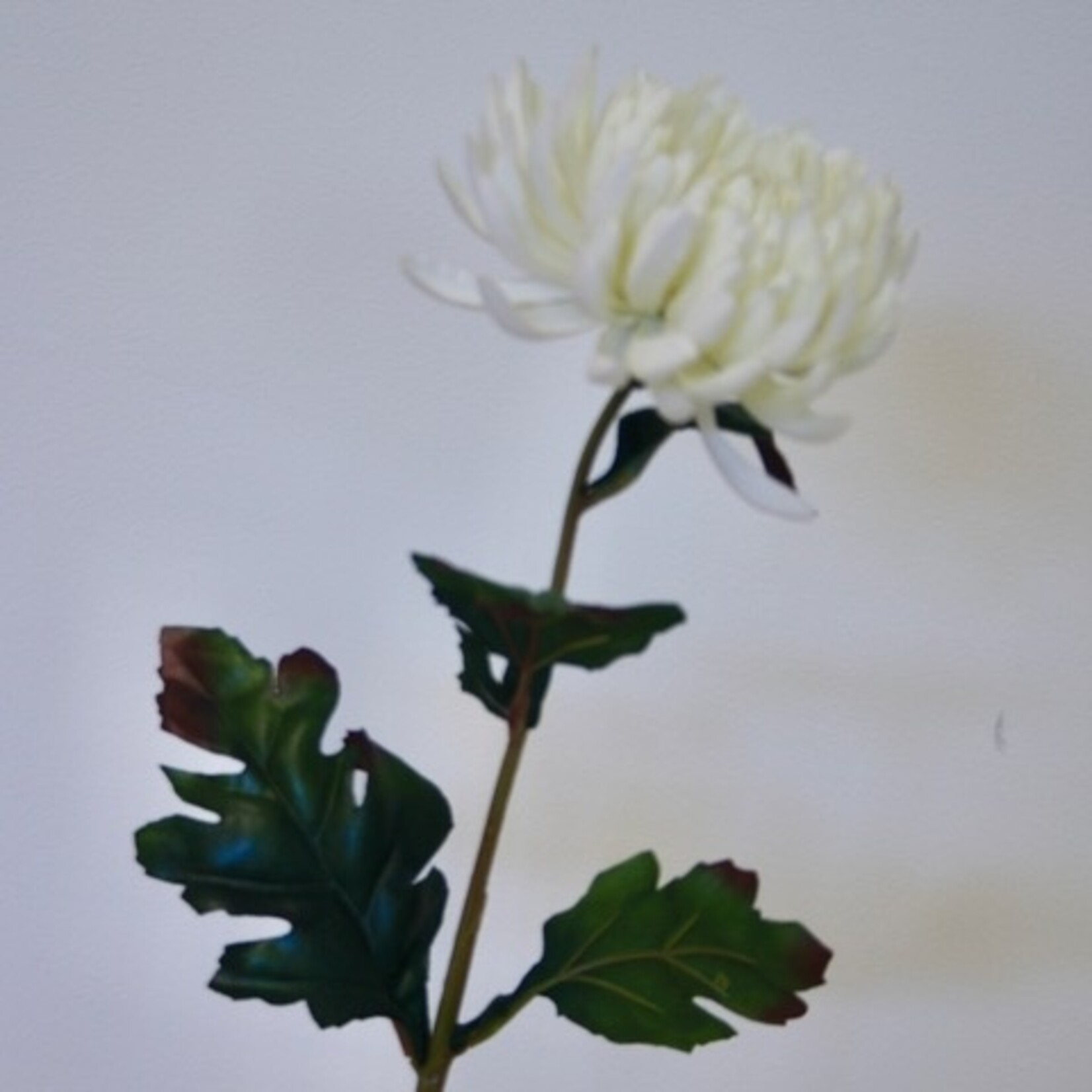 CHRYSANTHEMUM ANTONOV | WHITE | 60 CM