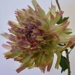 CHRYSANT | YELLOW PINK| 54 CM