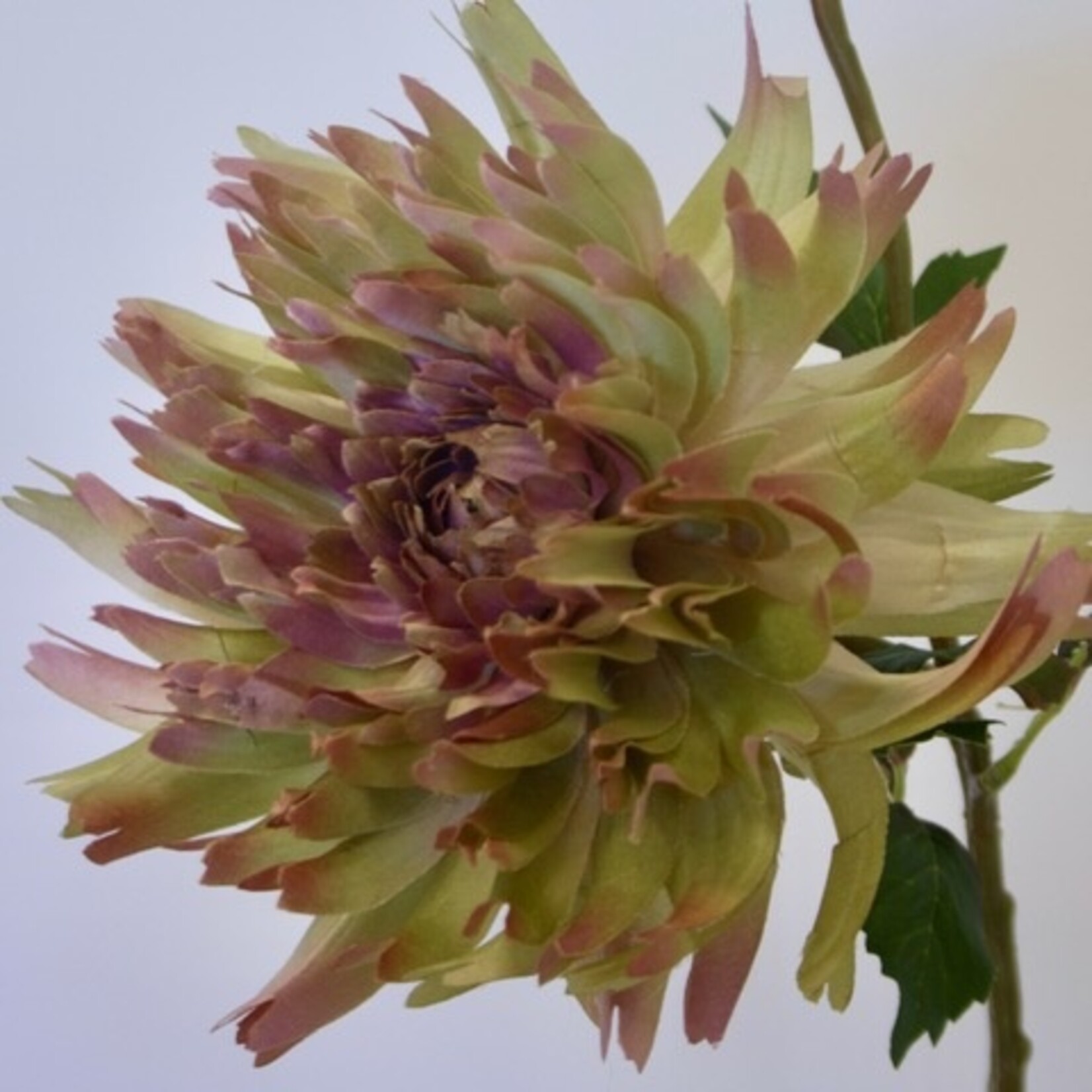 CHRYSANT SPIDER | GEEL ROZE | 54 CM