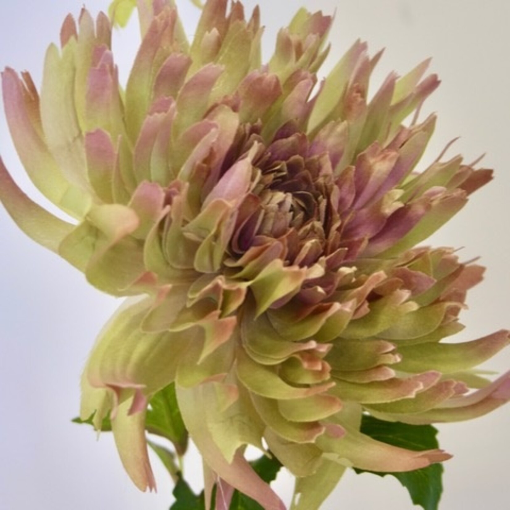 CHRYSANT SPIDER | YELLOW PINK| 54 CM