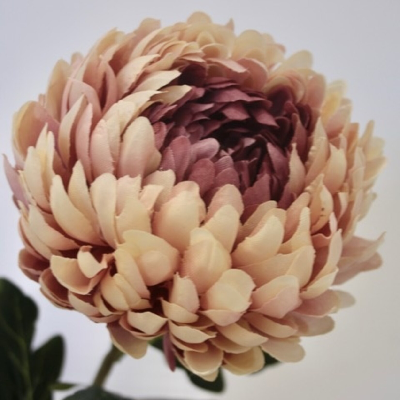 CHRYSANTHEMUM  JUMBO |  MAUVE | 76 CM