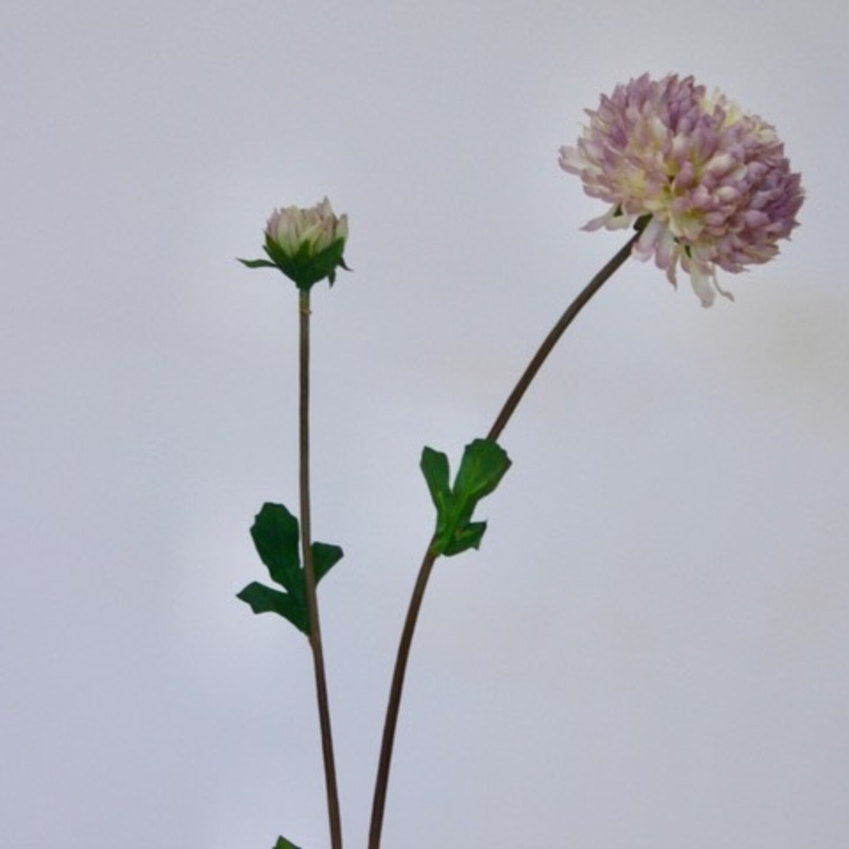 CHRYSANT ANASTACIA | PAARS | 63 CM