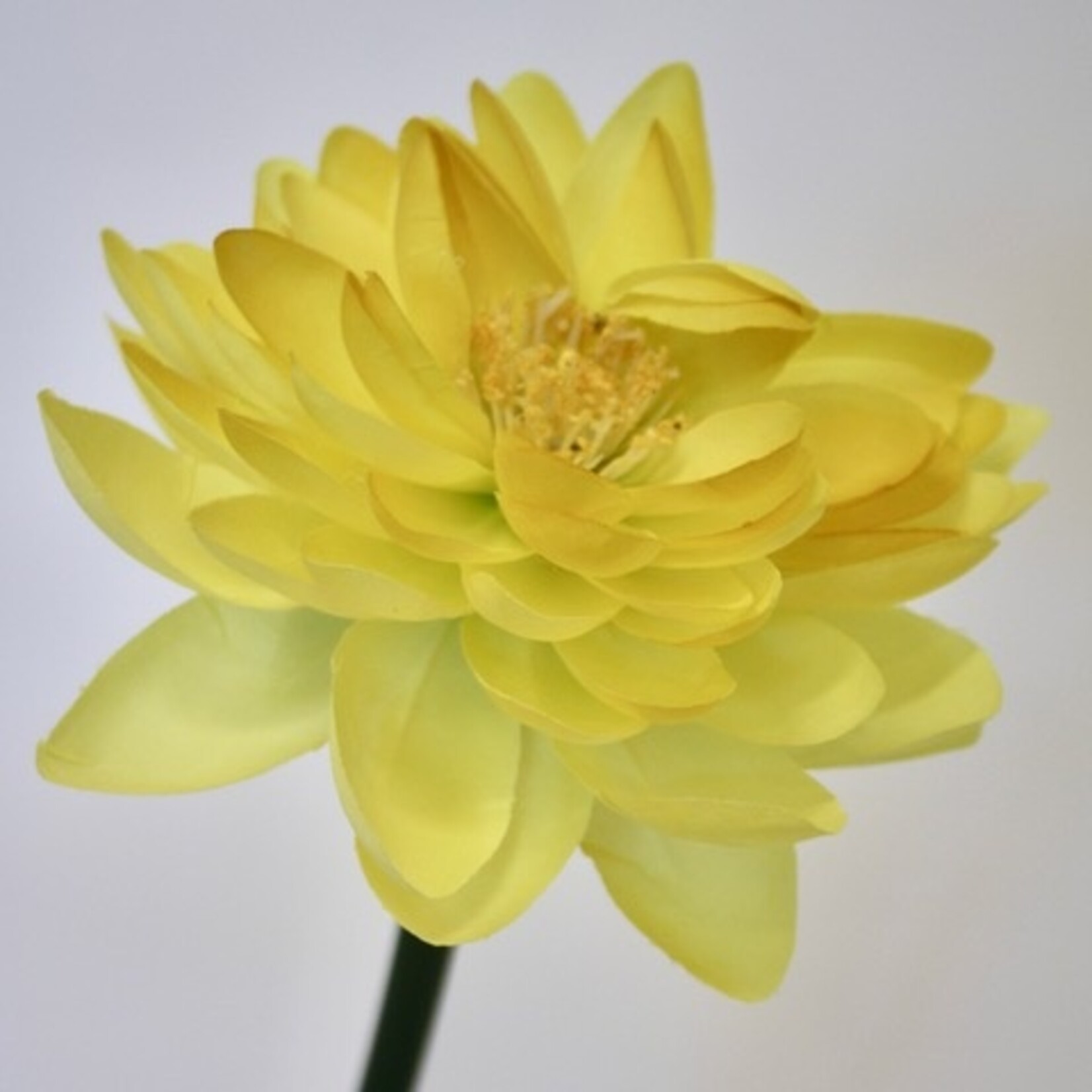 LOTUS BLOEM | GEEL | 47 CM